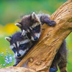 Poznámkový kalendář Mláďata 2024, 30 x 30 cm