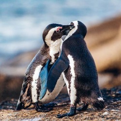 Poznámkový kalendář Mláďata 2024, 30 x 30 cm