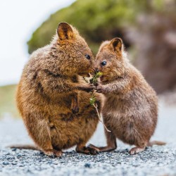 Poznámkový kalendář Mláďata 2024, 30 x 30 cm