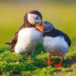 Poznámkový kalendář Mláďata 2024, 30 x 30 cm