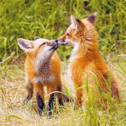 Poznámkový kalendář Mláďata 2024, 30 x 30 cm