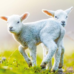 Poznámkový kalendář Mláďata 2024, 30 x 30 cm