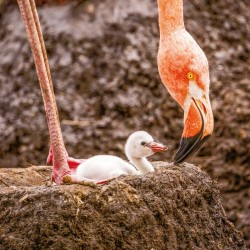 Poznámkový kalendář Mláďata 2024, 30 x 30 cm