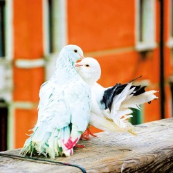 Poznámkový kalendář Mláďata 2024, 30 x 30 cm