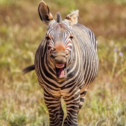 Poznámkový kalendář Úsměv, prosím 2024, 30 x 30 cm