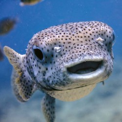 Poznámkový kalendář Úsměv, prosím 2024, 30 x 30 cm