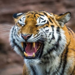 Poznámkový kalendář Úsměv, prosím 2024, 30 x 30 cm