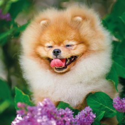 Poznámkový kalendář Úsměv, prosím 2024, 30 x 30 cm