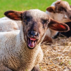 Poznámkový kalendář Úsměv, prosím 2024, 30 x 30 cm