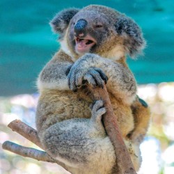 Poznámkový kalendář Úsměv, prosím 2024, 30 x 30 cm