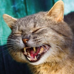 Poznámkový kalendář Úsměv, prosím 2024, 30 x 30 cm