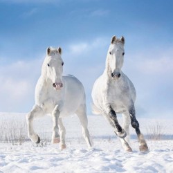 Poznámkový kalendář Koně - Christiane Slawik 2024, 30 x 30 cm