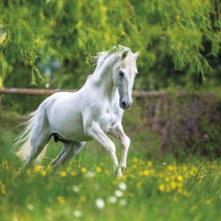 Poznámkový kalendář Koně - Christiane Slawik 2024, 30 x 30 cm