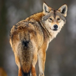 Poznámkový kalendář Vlci 2024, 30 x 30 cm