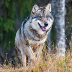 Poznámkový kalendář Vlci 2024, 30 x 30 cm