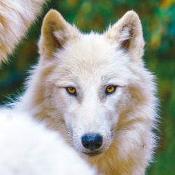 Poznámkový kalendář Vlci 2024, 30 x 30 cm