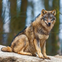 Poznámkový kalendář Vlci 2024, 30 x 30 cm