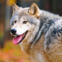 Poznámkový kalendář Vlci 2024, 30 x 30 cm