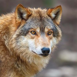 Poznámkový kalendář Vlci 2024, 30 x 30 cm