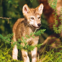 Poznámkový kalendář Vlci 2024, 30 x 30 cm