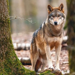 Poznámkový kalendář Vlci 2024, 30 x 30 cm