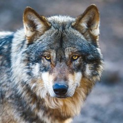 Poznámkový kalendář Vlci 2024, 30 x 30 cm