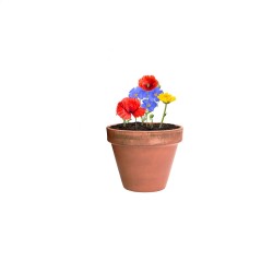 Flocca kapsle se semínky květin