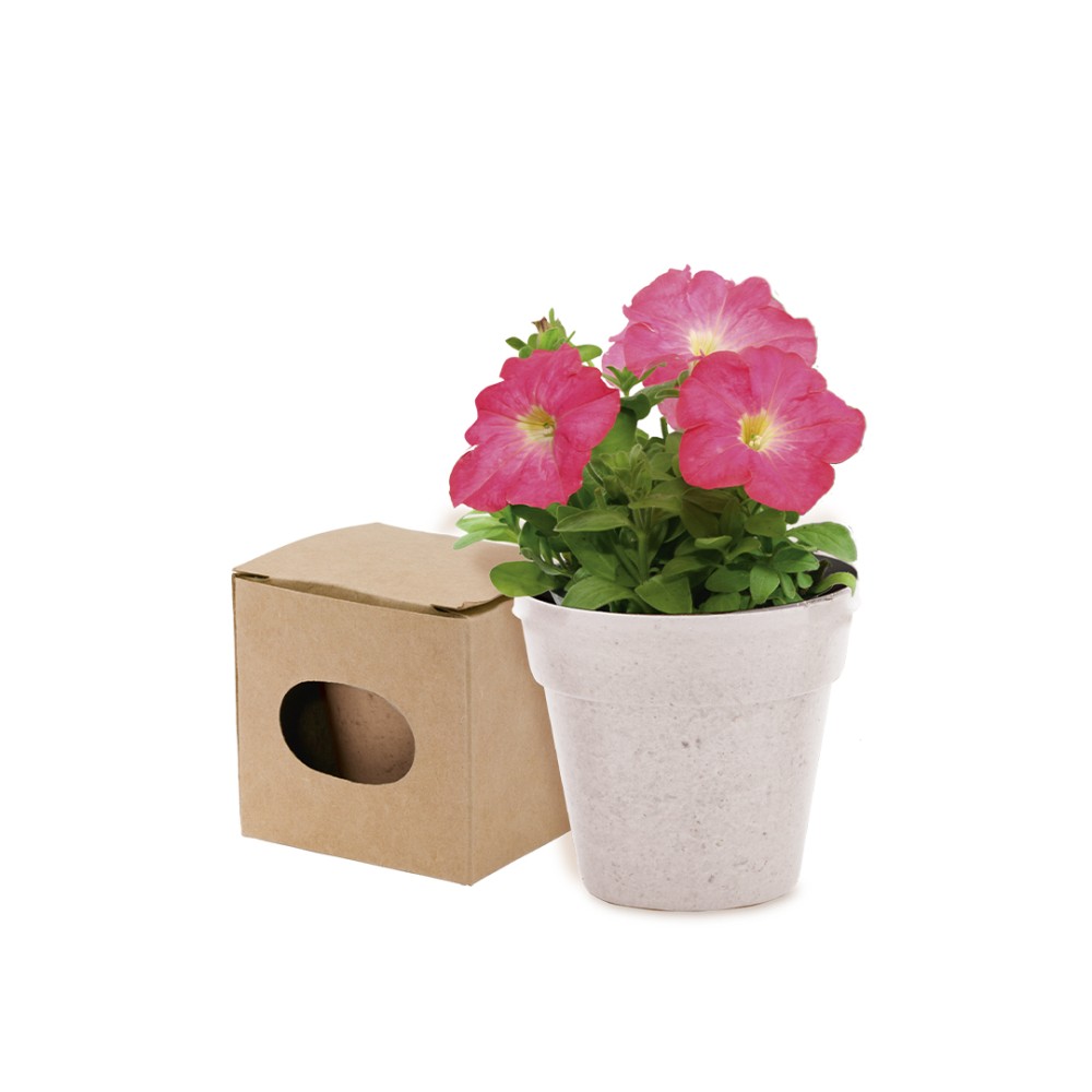 Advert Květináč se semínky petúnie