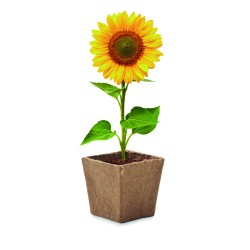 SUNFLOWER KIT Sada na pěstování slunečnice