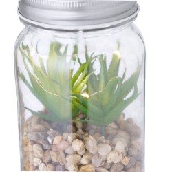 Kyala Dekorativní rostlina