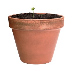 Mussox Semenná koule