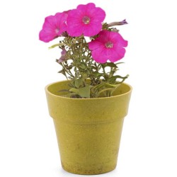 Květináč se semínky petunie