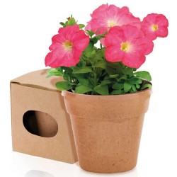 Květináč se semínky petunie