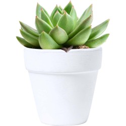 Květináč se semínky Konte