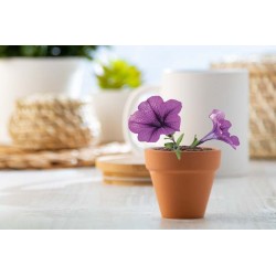 Květináč se semínky Soltax