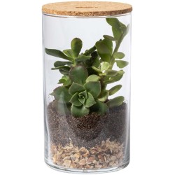 Terárium Anymak