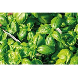 Basilop Semínka bazalky v obálce