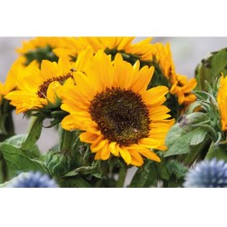 Girasol Slunečnicová semínka v obálce