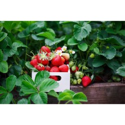 Grow Zápisník A5 z recykl. papíru