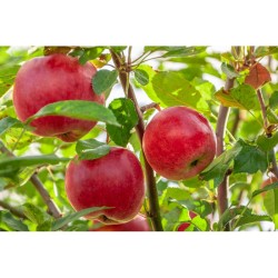 Grow Zápisník A5 z recykl. papíru