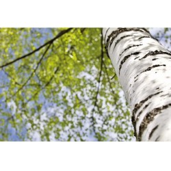 Savage Zápisník A5 GROWBOOK