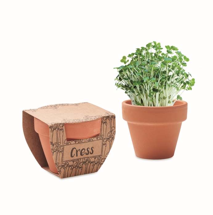 Cress pot Semínka řeřichy v květináčku