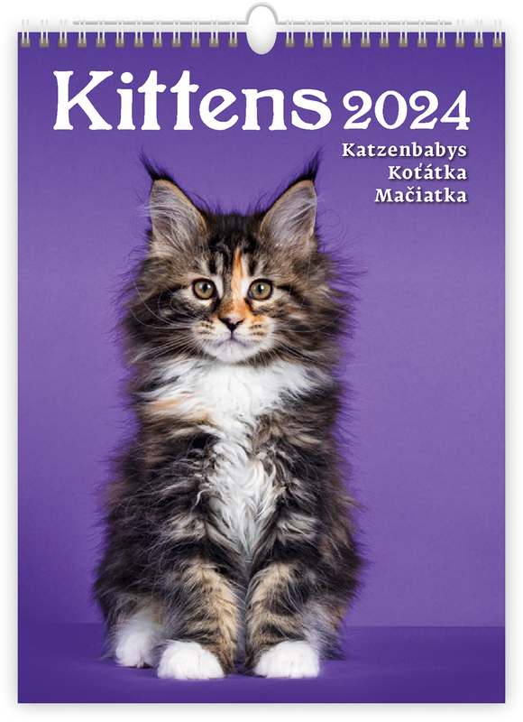 Kittens/Katzenbabys/Koťátka/Mačičky